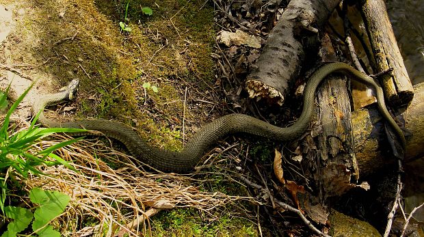 užovka obyčajná Natrix natrix