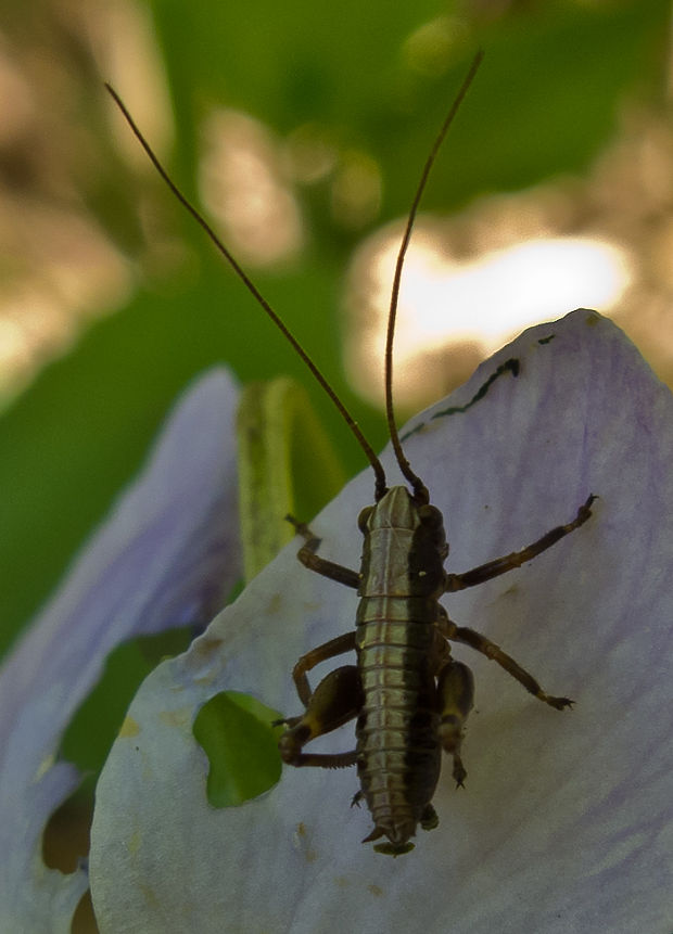 nymfa kobylky Pholidoptera griseoaptera