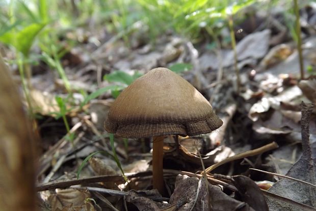 drobuľka Candolleova ? Psathyrella candolleana (Fr.) Maire