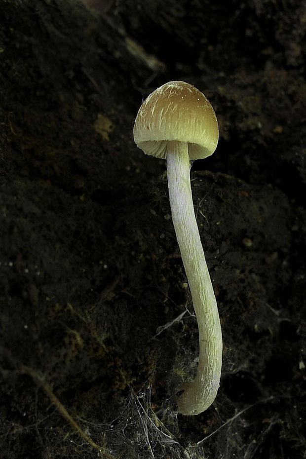 drobuľka Psathyrella sp.