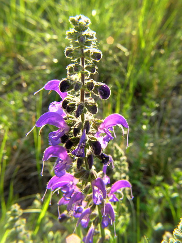 šalvia lúčna Salvia pratensis L.