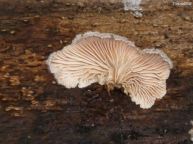 klanolupeňovka obyčajná Schizophyllum commune Fr.