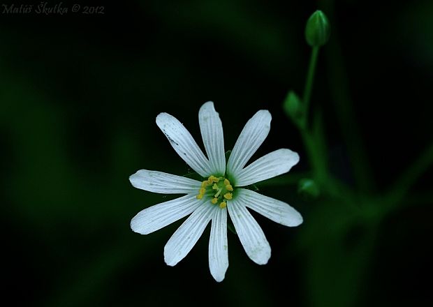 hviezdica veľkokvetá Stellaria holostea L.