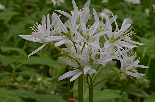 cesnak medvedí Allium ursinum L.