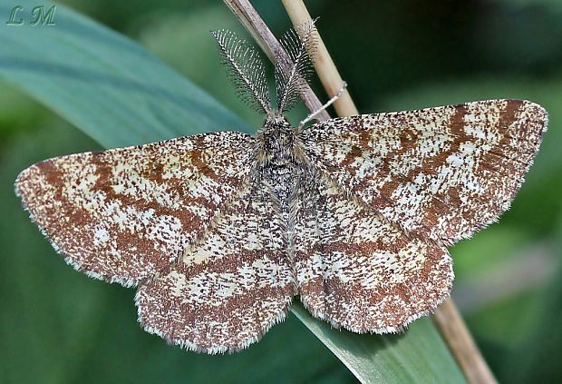 piadivka vresová Ematurga atomaria