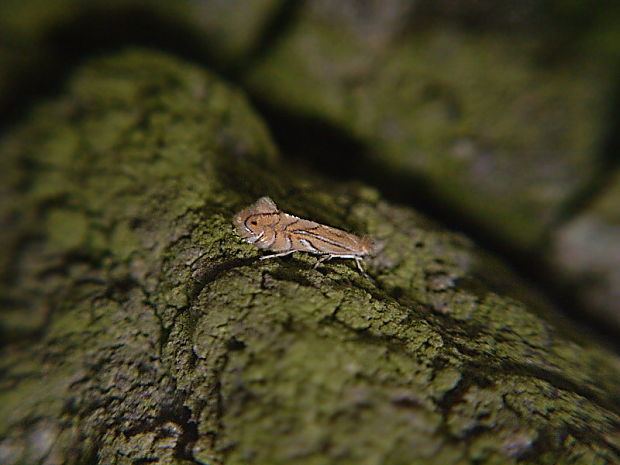 ploskáčik listový Phyllonorycter quercifoliella Zeller, 1839