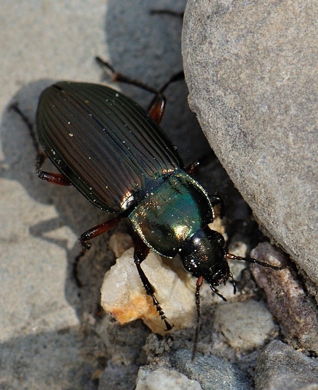 utekáčik Poecilus cupreus