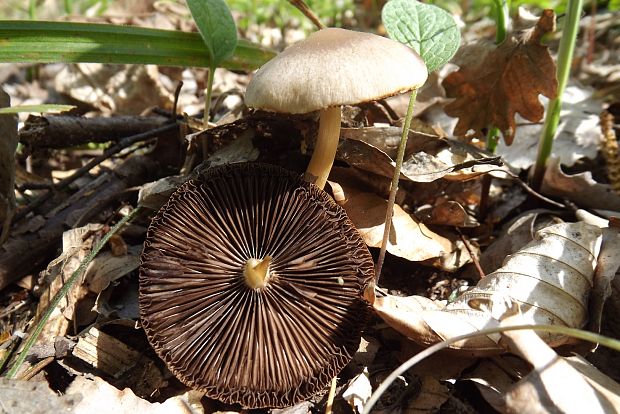 drobuľka hnedosivá? Psathyrella spadiceogrisea (Schaeff.) Maire