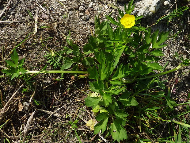 iskerník plazivý Ranunculus repens L.