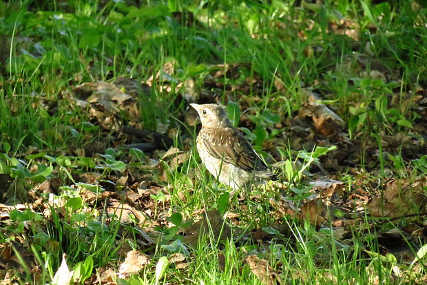 drozd plavý - mladý Turdus philomelos