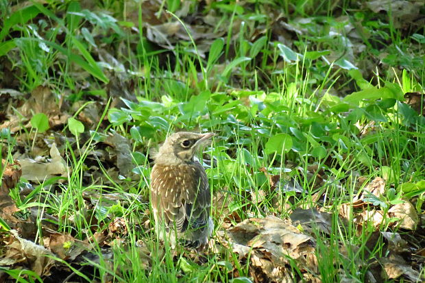 drozd plavý Turdus philomelos