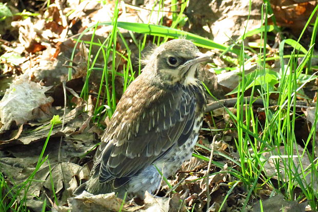 drozd plavý - mladý Turdus philomelos