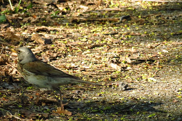 drozd čvikotavý Turdus pilaris