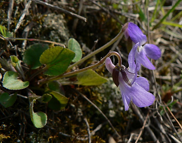 fialka kopcová - violka chlumní Viola collina Besser