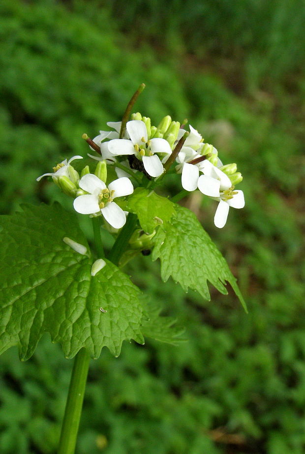 cesnačka lekárska Alliaria petiolata (M. Bieb.) Cavara et Grande