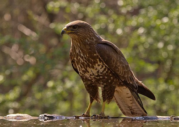 myšiak hôrny Buteo buteo