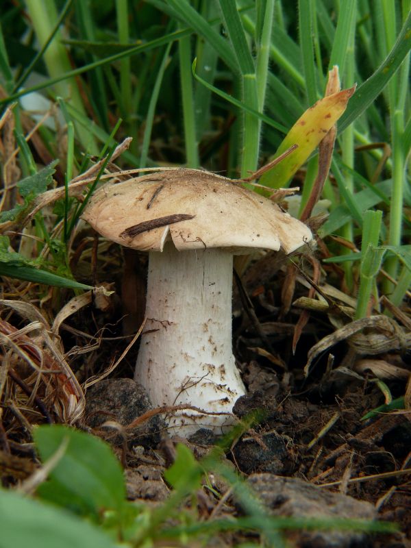 čírovnica májová Calocybe gambosa (Fr.) Donk