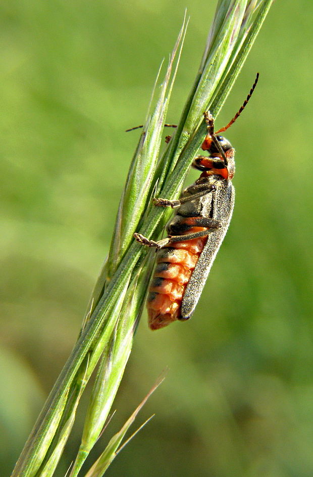 snehulčík obyčajný Cantharis rustica