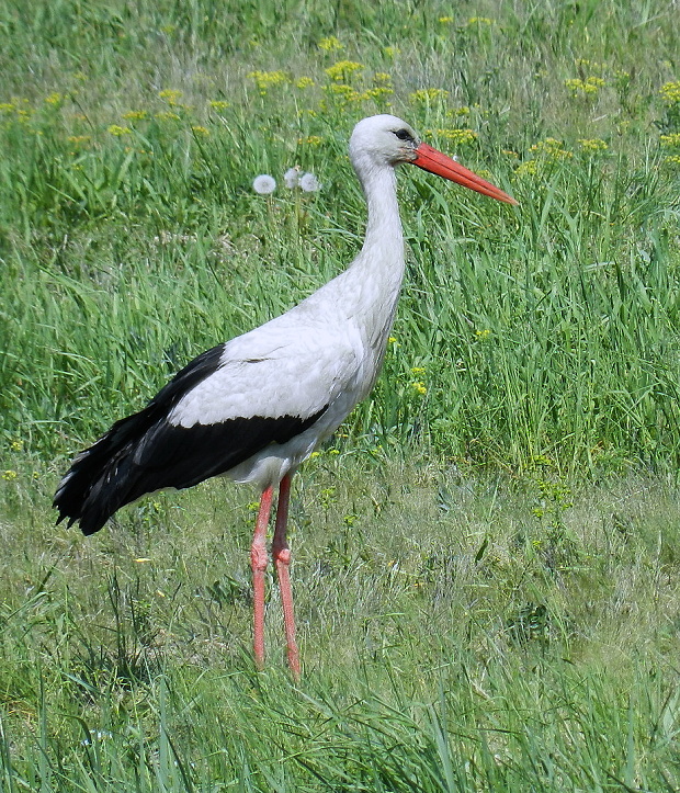 bocian biely Ciconia ciconia