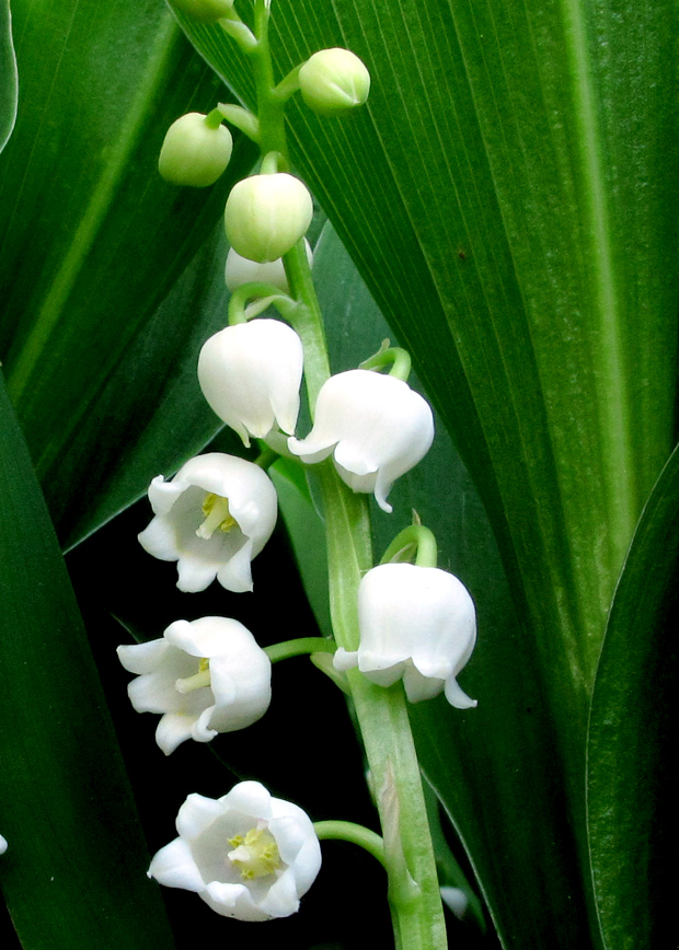 konvalinka voňavá Convallaria majalis L.