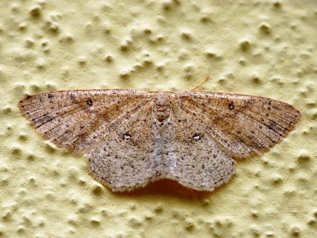 piadica brezová Cyclophora porata