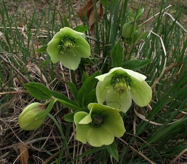 čemerica zelená Helleborus viridis L.