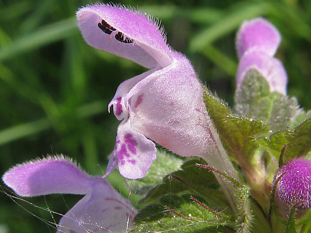 hluchavka purpurová Lamium purpureum L.