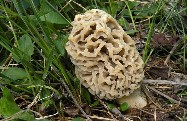 smrčok jedlý Morchella esculenta (L.) Pers.