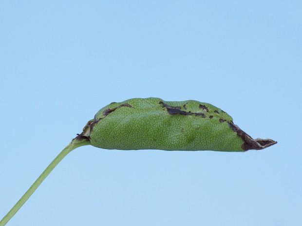kvetnatka sadová Pasiphila rectangulata Linnaeus, 1758