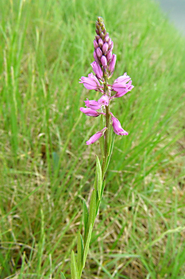 horčinka väčšia Polygala major Jacq.