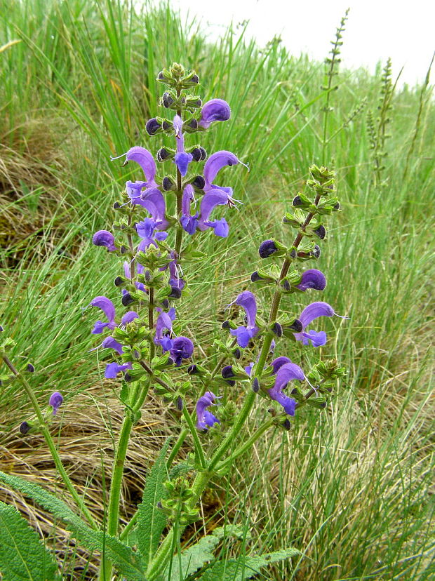 šalvia lúčna Salvia pratensis L.