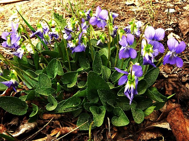 violka rivinova - fialka rivinova Viola riviniana Rchb.