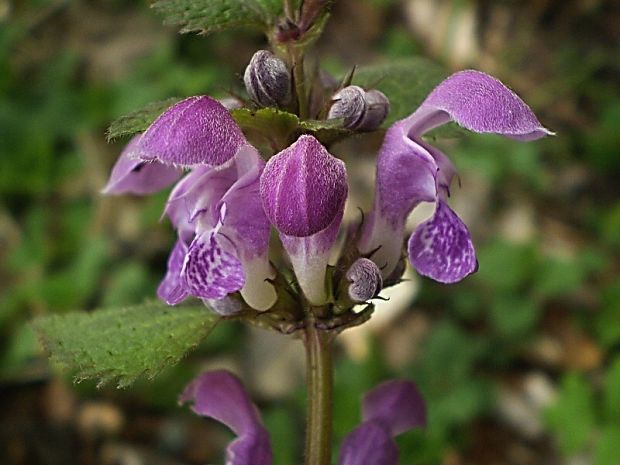 hluchavka škvrnitá Lamium maculatum L.