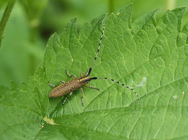 vrzúnik úzkoštíty Agapanthia villosoviridescens