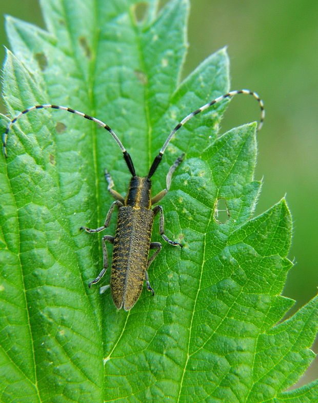 vrzúnik úzkoštíty Agapanthia villosoviridescens