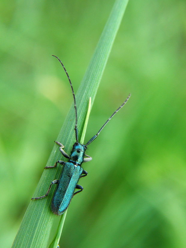 fuzáč Agapanthia violacea