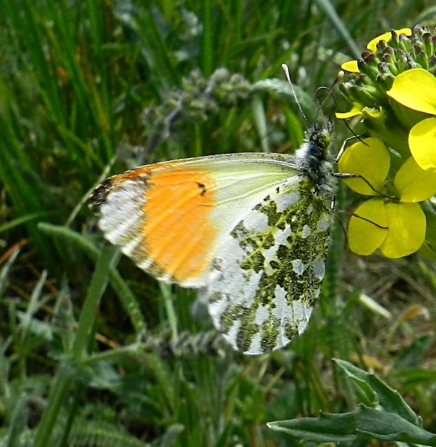 mlynárik žeruchový Anthocharis cardamines