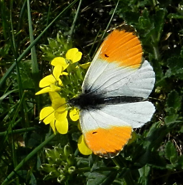 mlynárik žeruchový Anthocharis cardamines