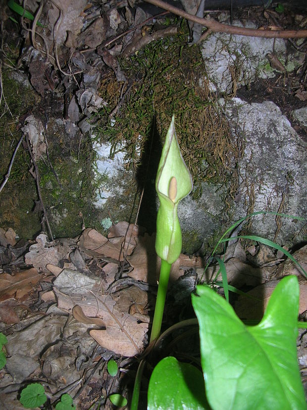 áron alpský Arum alpinum Schott et Kotschy