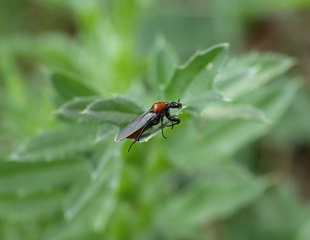 Bibio hortulanus