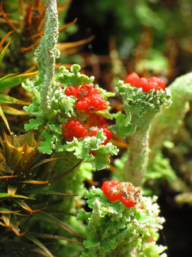 dutohlávka nádherná Cladonia  bellidiflora