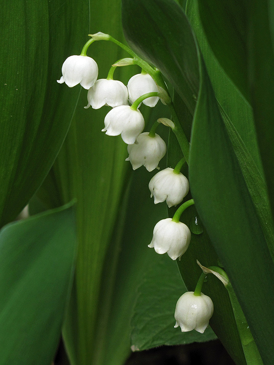 konvalinka voňavá Convallaria majalis L.