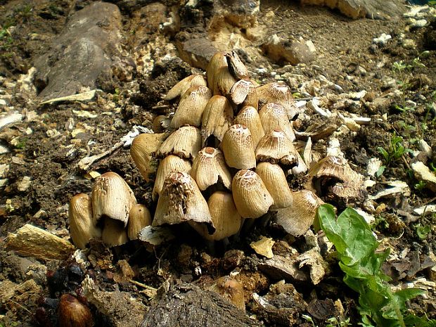 hnojník vyhŕňavý Coprinopsis macrocephala (Berk.) Redhead, Vilgalys & Moncalvo