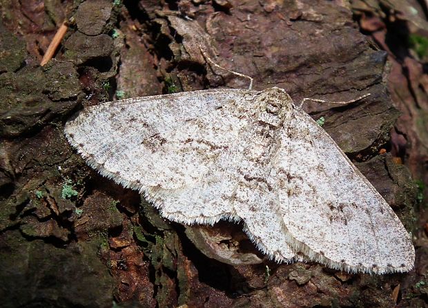 kôrovka orlíčková  Ectropis crepuscularia