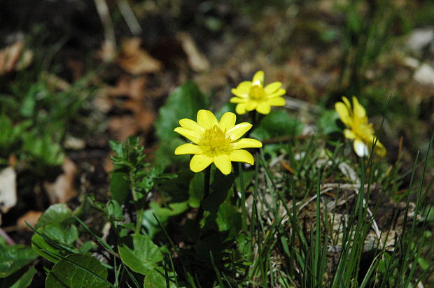 blyskáč cibuľkatý Ficaria bulbifera Holub