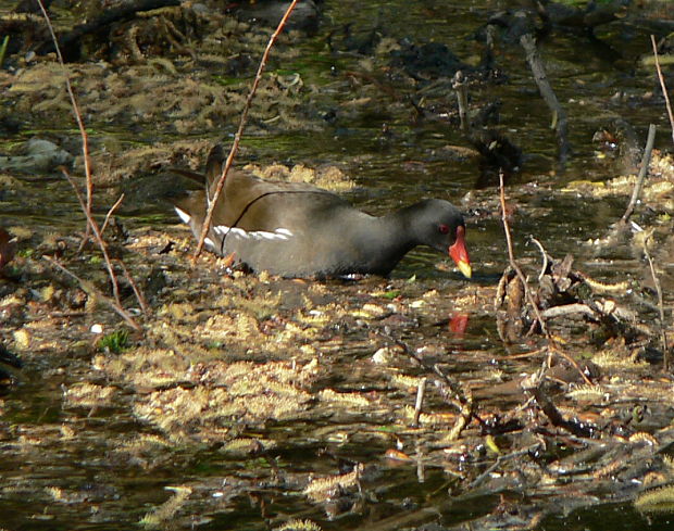 sliepočka vodná - slípka zelenonohá Gallinula chloropus L., 1758