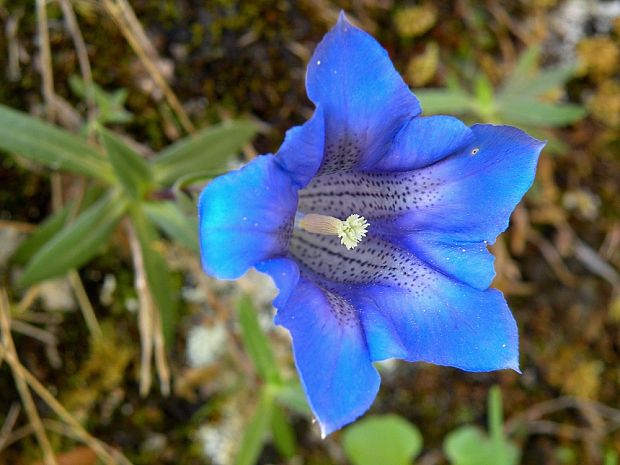 horec clusiov Gentiana clusii Perr. et Songeon