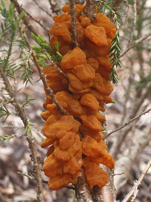 hrdzavka hrušková Gymnosporangium sabinae (Dicks.) G. Winter