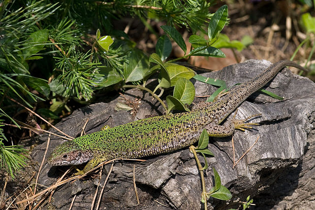 jašterica zelená  Lacerta viridis