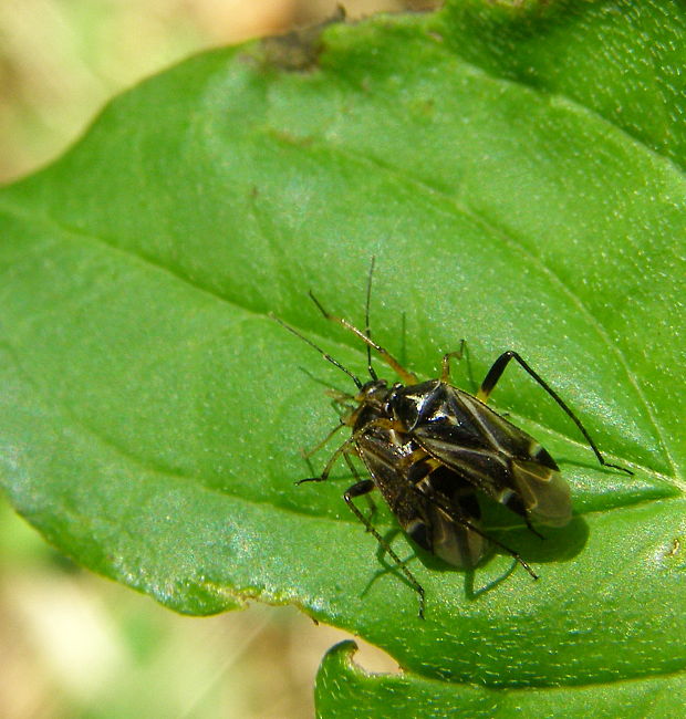 bzdoška Lygus pratensis